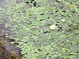 ビオトープの水生植物