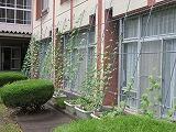 緑のカーテン