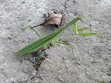 カマキリ２