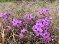校内の花３